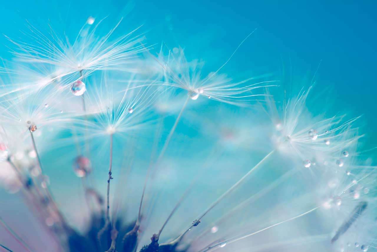 Фотообои в интерьере пушистый одуванчик  9-292 фото