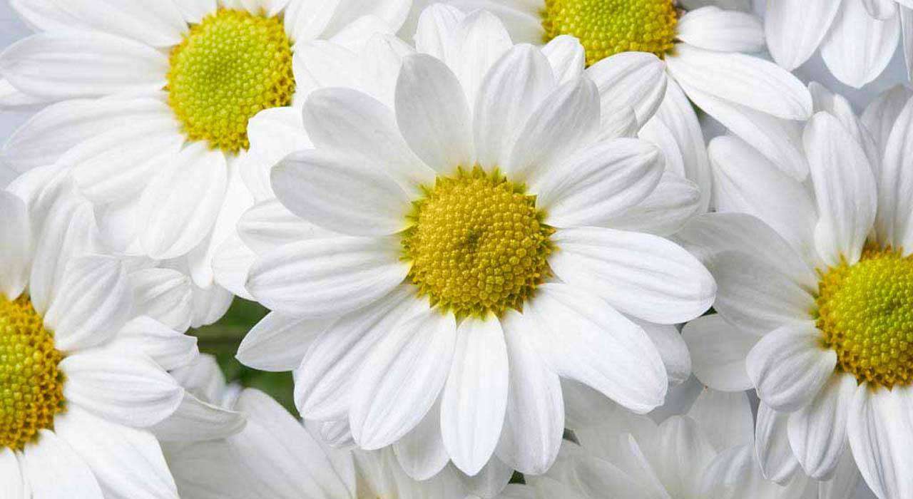 Фотообои в интерьере белые лепестки ромашек  10-350 фото