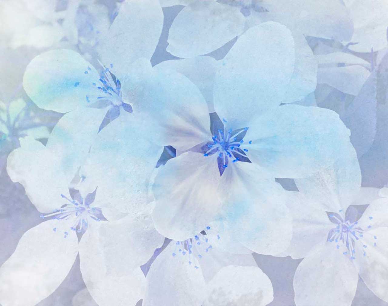 Фотообои в интерьере синие цветы в дымке  9-074 фото