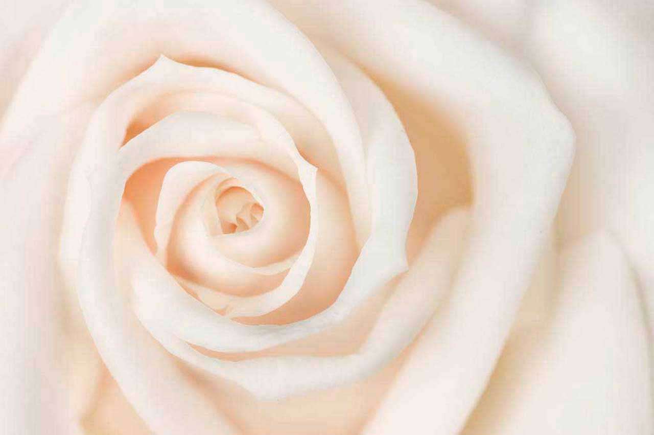 Фотообои в интерьере белая роза живописная  10-229 фото