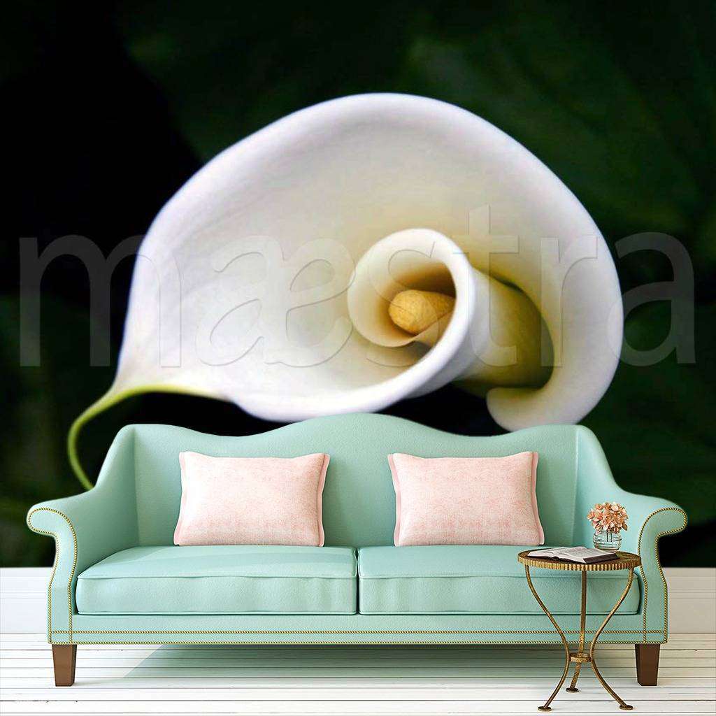 Фотообои Крупный цветок каллы  4-040