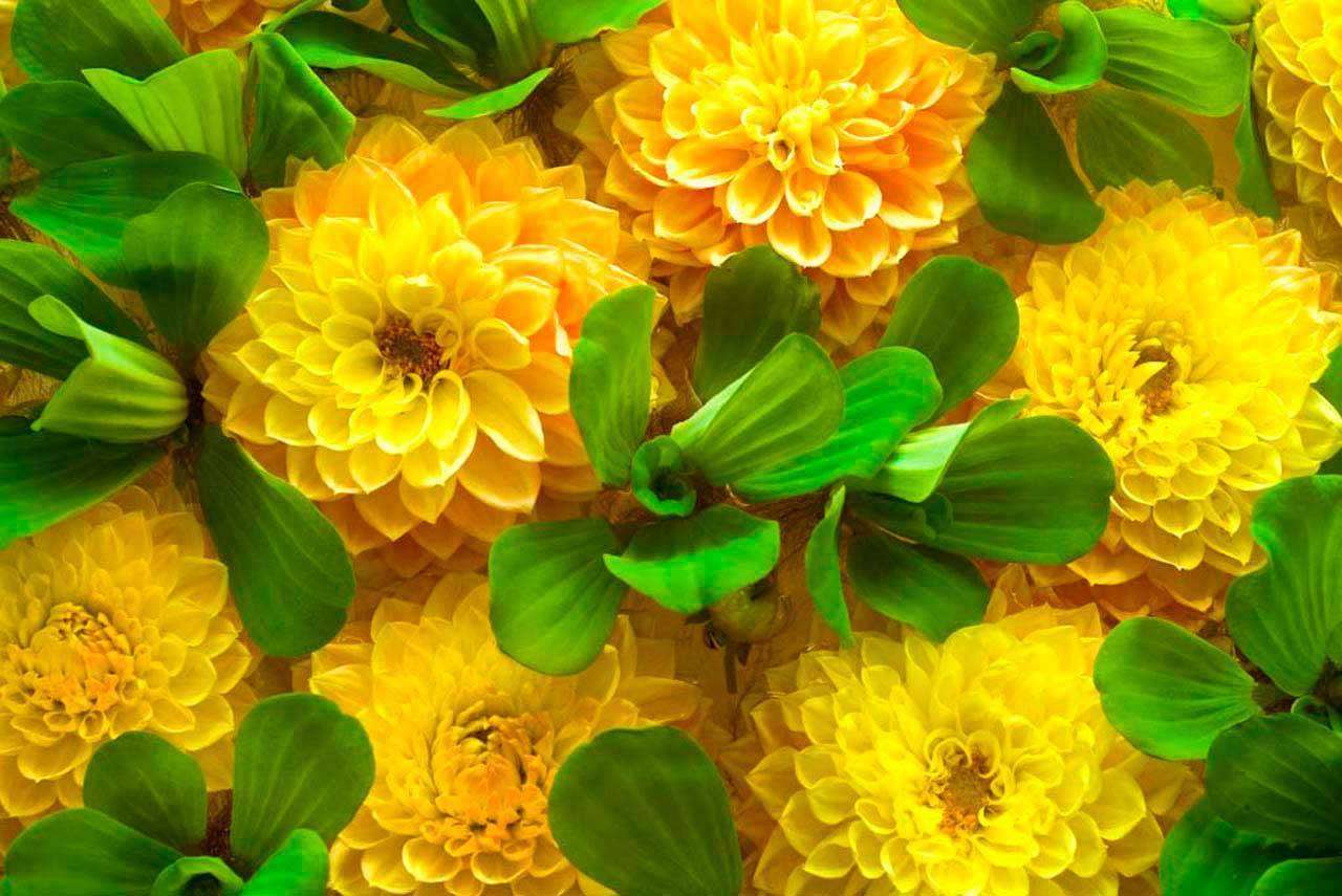 Фотообои в интерьере крупные желтые цветы  4-043 фото