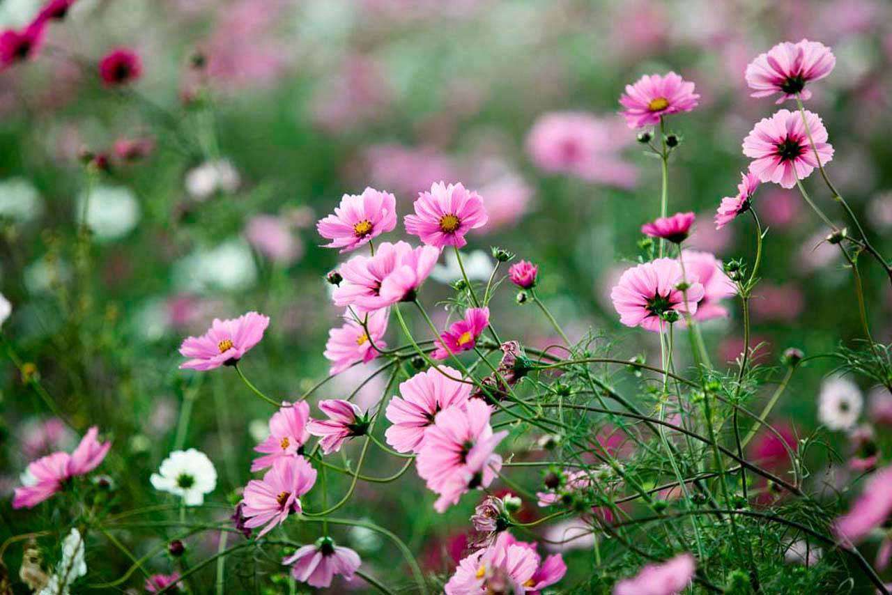 Фотообои в интерьере полевые нежные цветы  4-087 фото