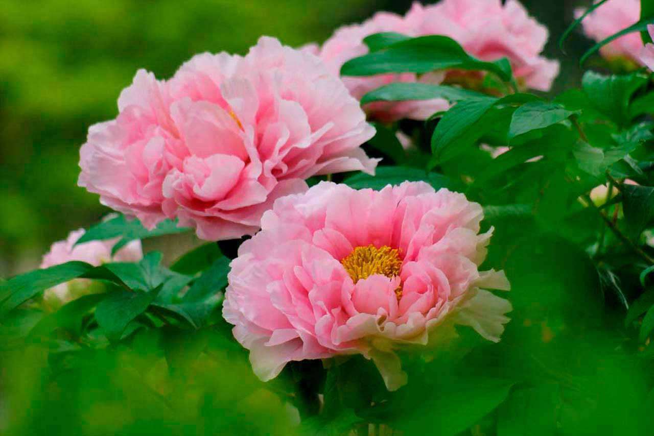 Фотообои в интерьере светлые розовые цветы  4-064 фото