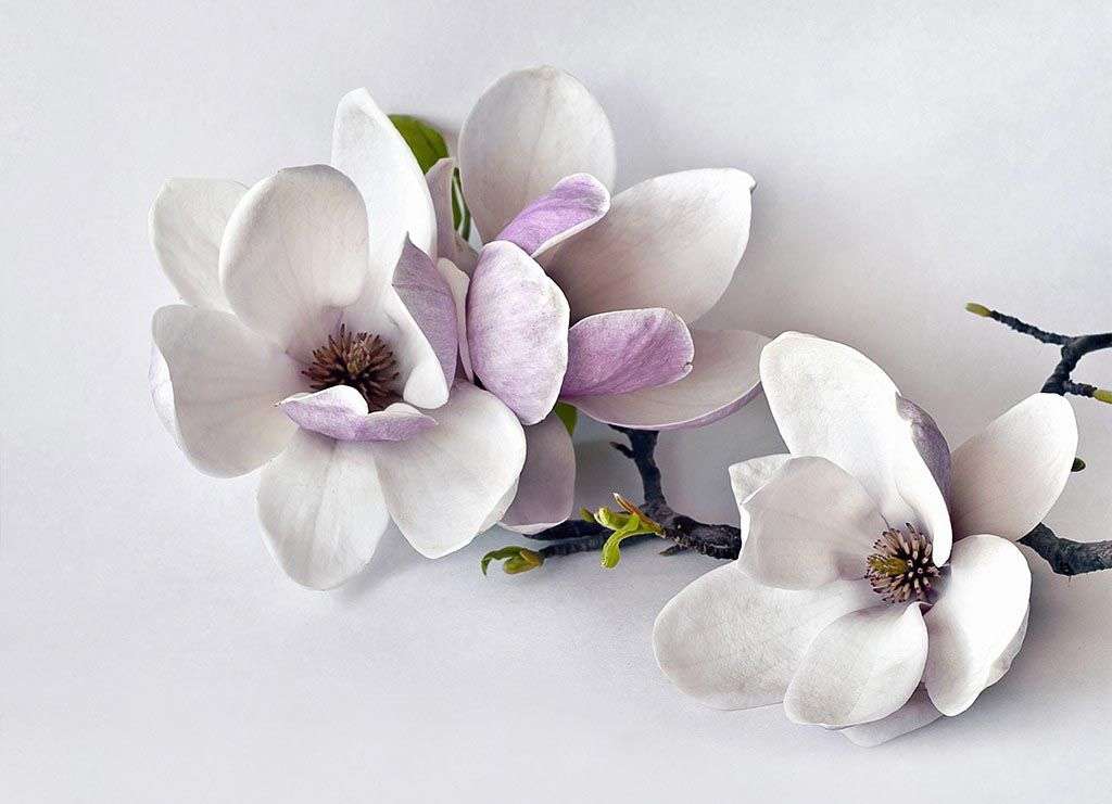 Фотообои в интерьере цветок магнолии 3д  10-893 фото