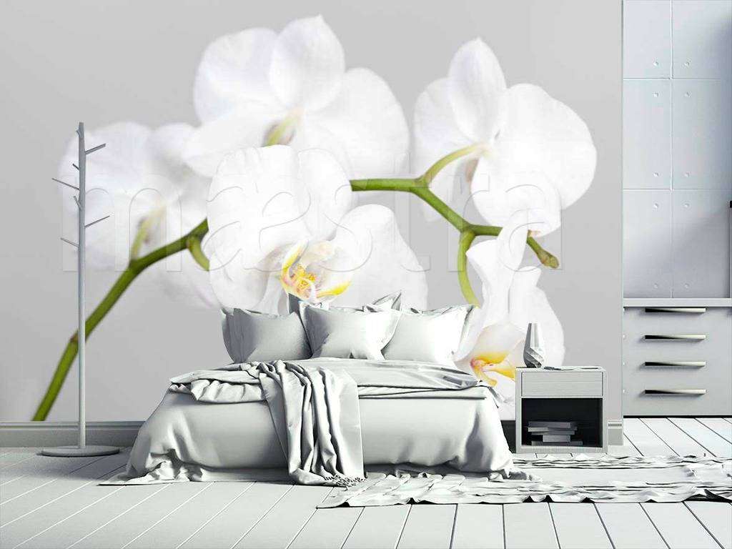 Фотообои Белая орхидея роскошная  10-157