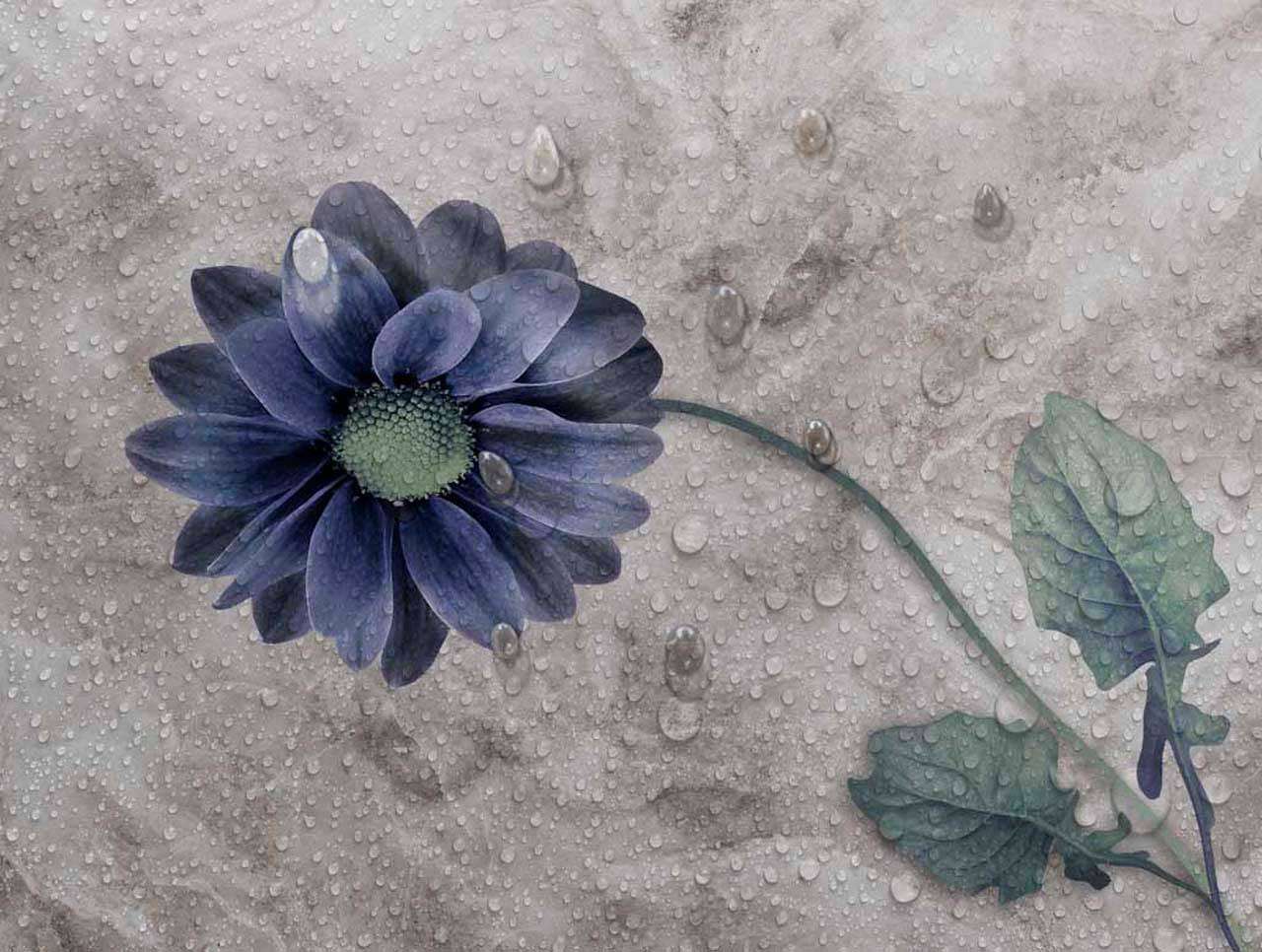 Фотообои в интерьере синяя гербера  7-703 фото