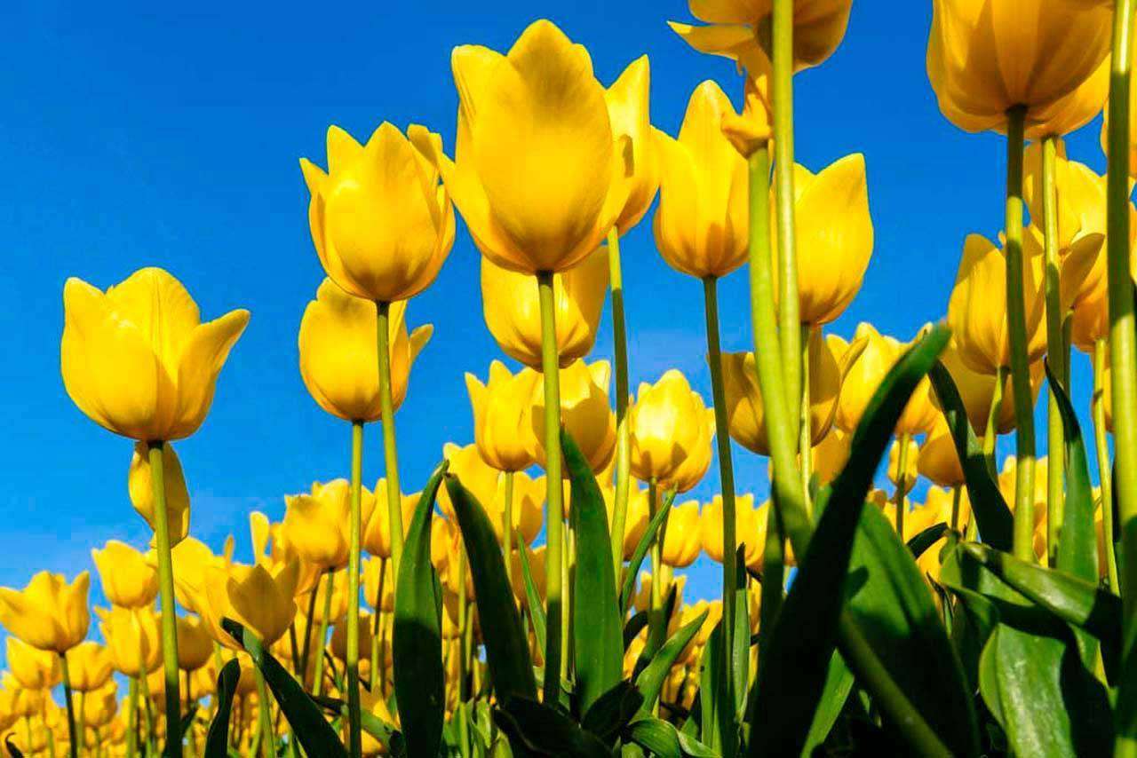 Фотообои в интерьере желтые тюльпаны в поле  10-134 фото