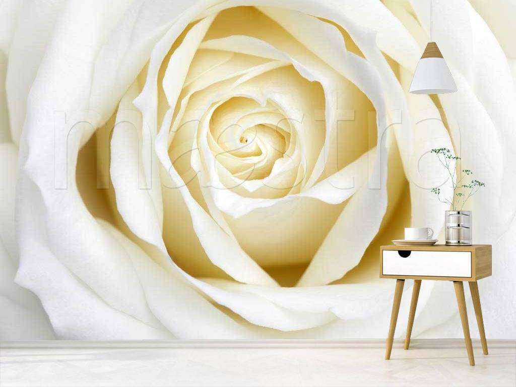 Фотообои Бесшовные обои на стену:  Белая роза роскошная. Артикул: 10-227  