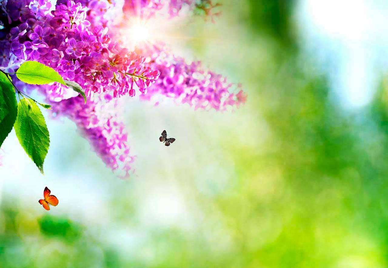 Фотообои в интерьере цветущая сирень и бабочки  4-047 фото