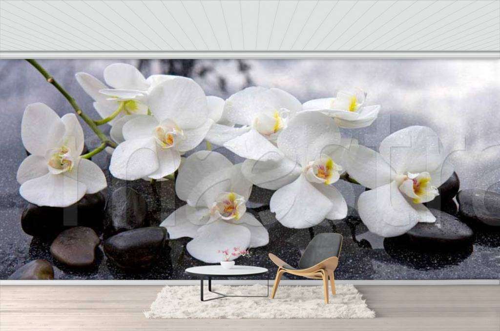 Фотообои Белая орхидея на черном фоне  10-223