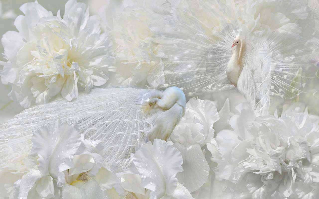 Фотообои в интерьере белые хризантемы  7-584 фото