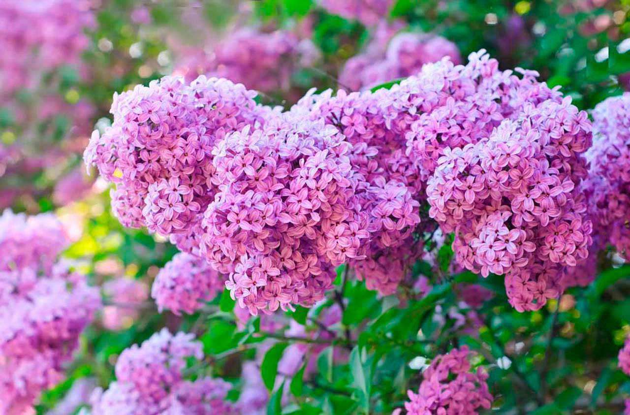 Фотообои в интерьере красивая сирень  4-048 фото