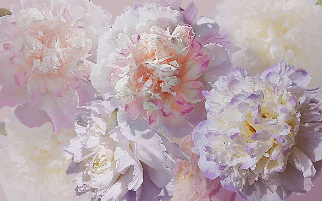 Фотообои в интерьере пионы нежные 3д  13-229 фото