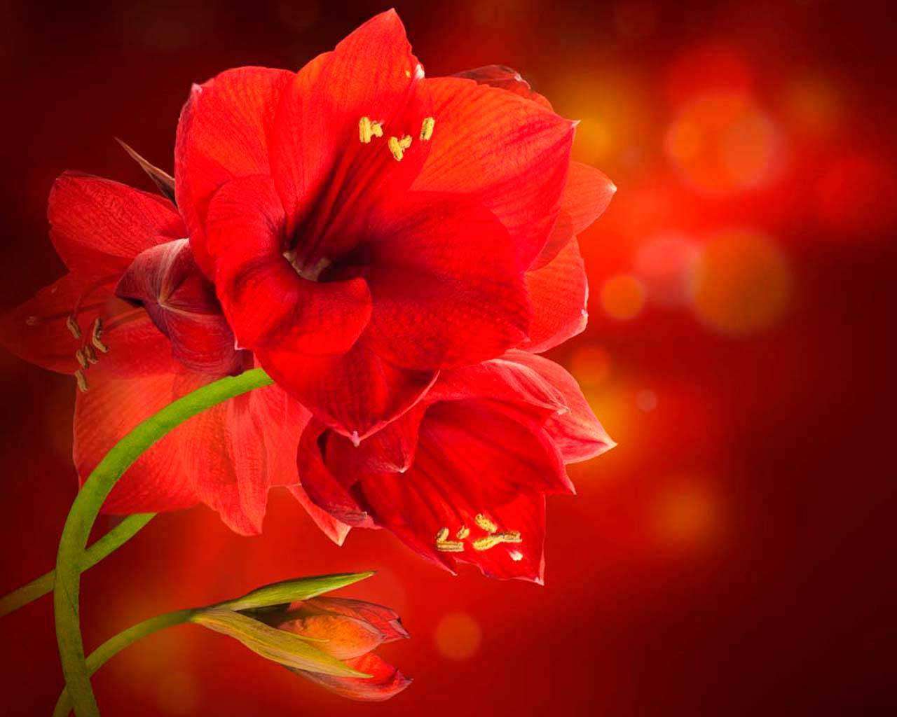 Фотообои в интерьере насыщенный красный цветок  4-069 фото