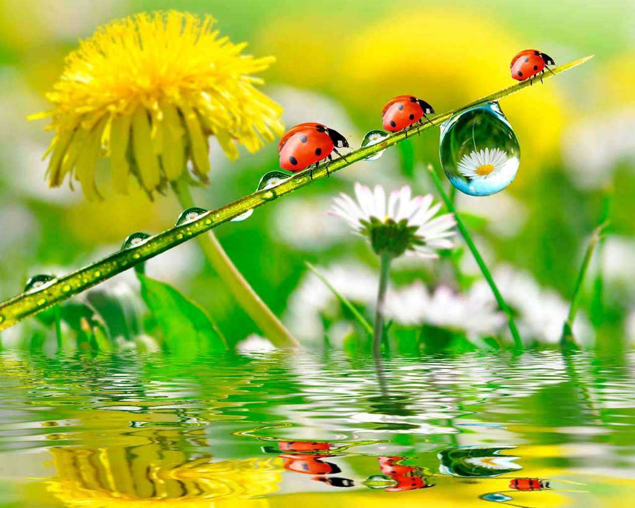 Фотообои в интерьере желтые цветы с божьими коровками  4-042 фото