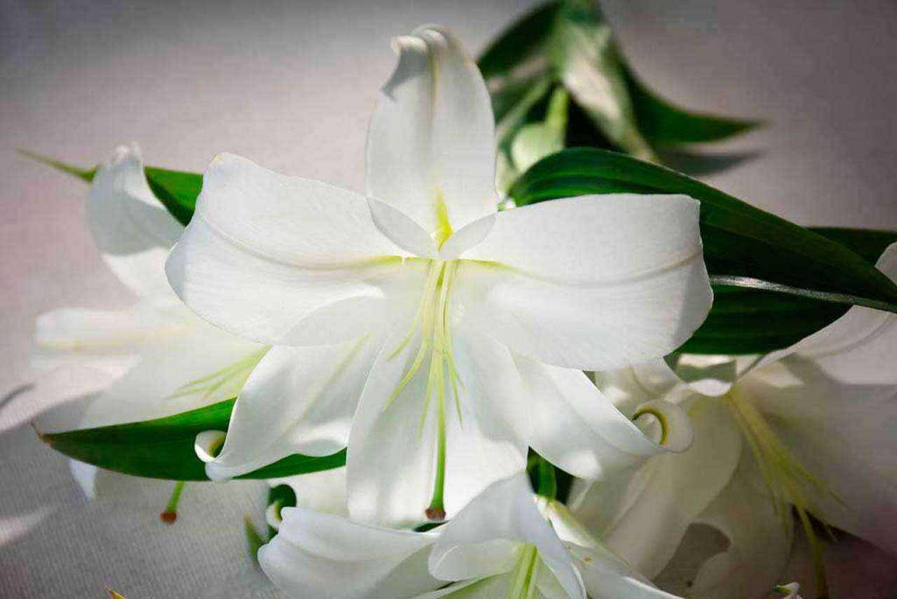 Фотообои в интерьере букет лилий  10-359 фото