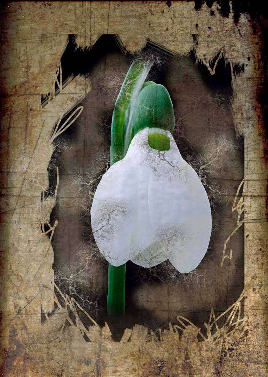 Фотообои в интерьере белый цветок абстракция  2-109 фото