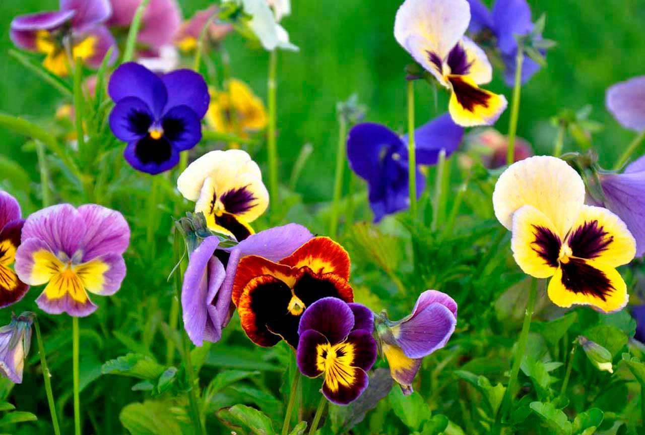 Фотообои в интерьере полевые яркие цветы  4-086 фото