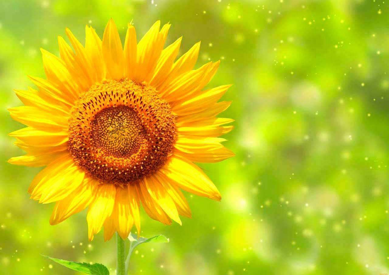 Фотообои в интерьере подсолнух в зеленом поле  3-188 фото