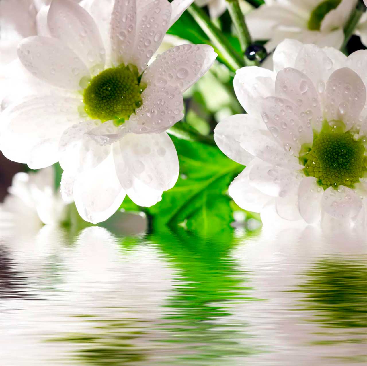 Фотообои в интерьере ромашки над водой  9-058 фото