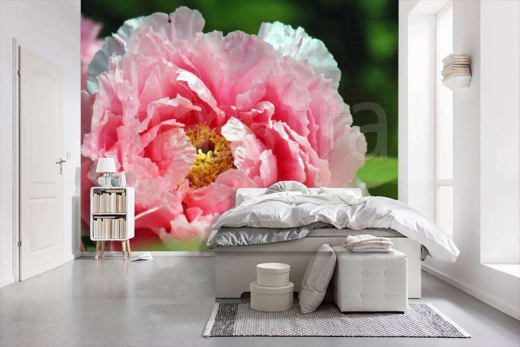 Фотообои Большой розовый цветок  4-063