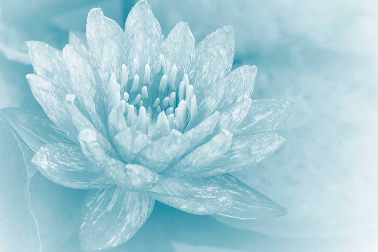 Фотообои в интерьере цветок лотоса  9-001 фото