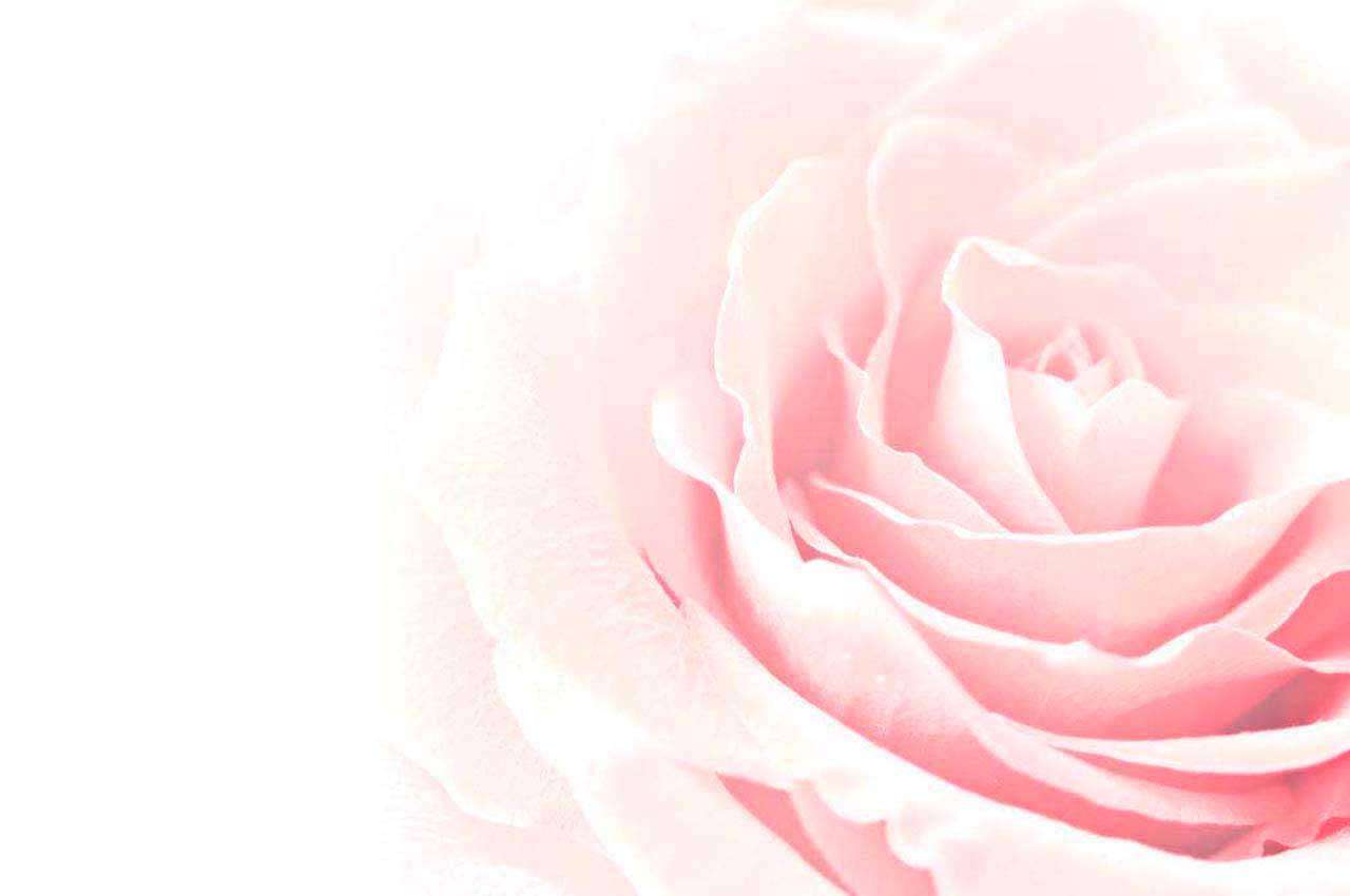 Фотообои в интерьере нежная роза нарядная  10-242 фото