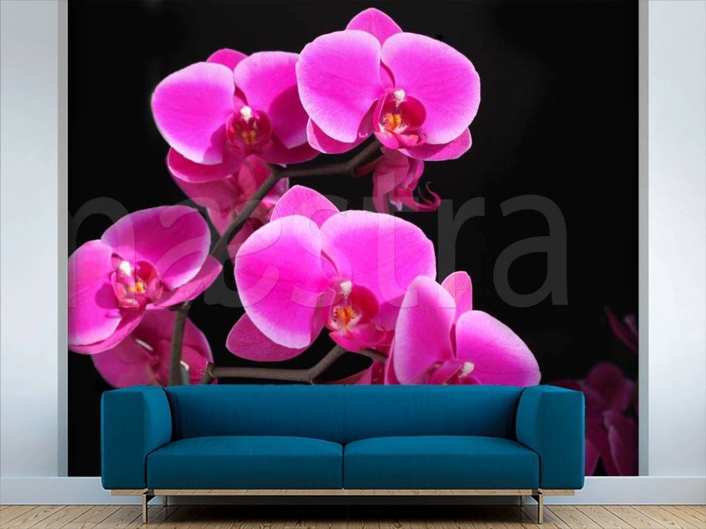 Фотообои 3д розовая орхидея на темном фоне  3-155