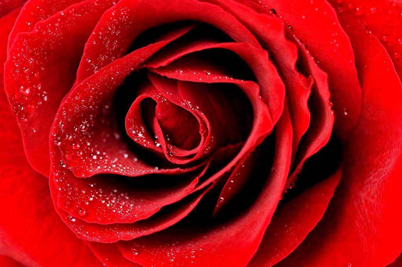 Фотообои в интерьере красная роза с каплями росы видная  10-278 фото