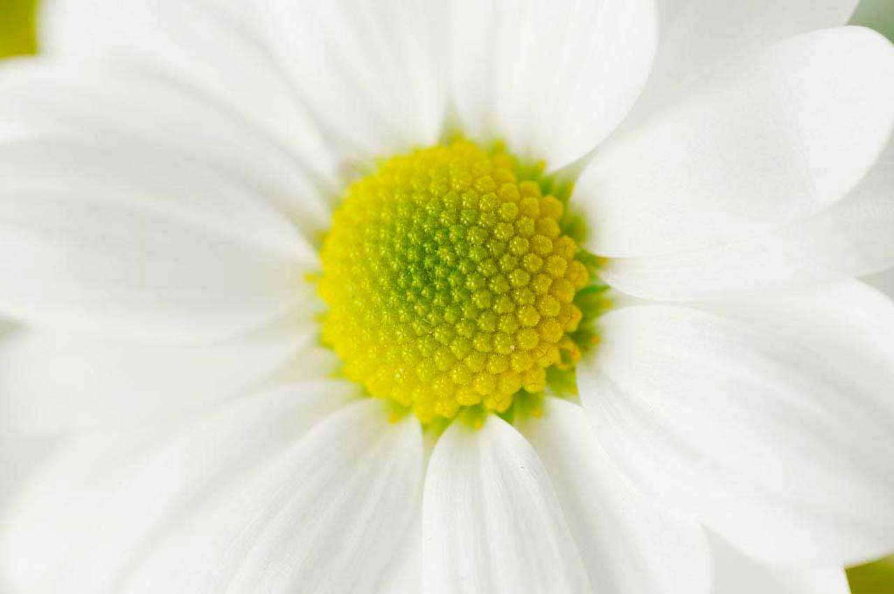 Фотообои в интерьере обаятельная ромашка  10-339 фото