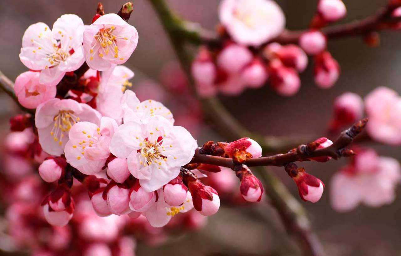 Фотообои в интерьере цветущая яблоня  3-178 фото