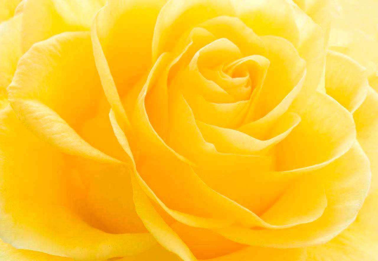 Фотообои в интерьере желтые розы пышные  10-301 фото