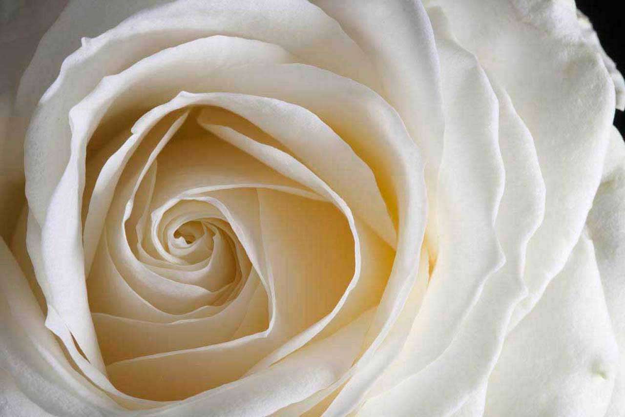 Фотообои в интерьере белая роза пленительная  10-230 фото