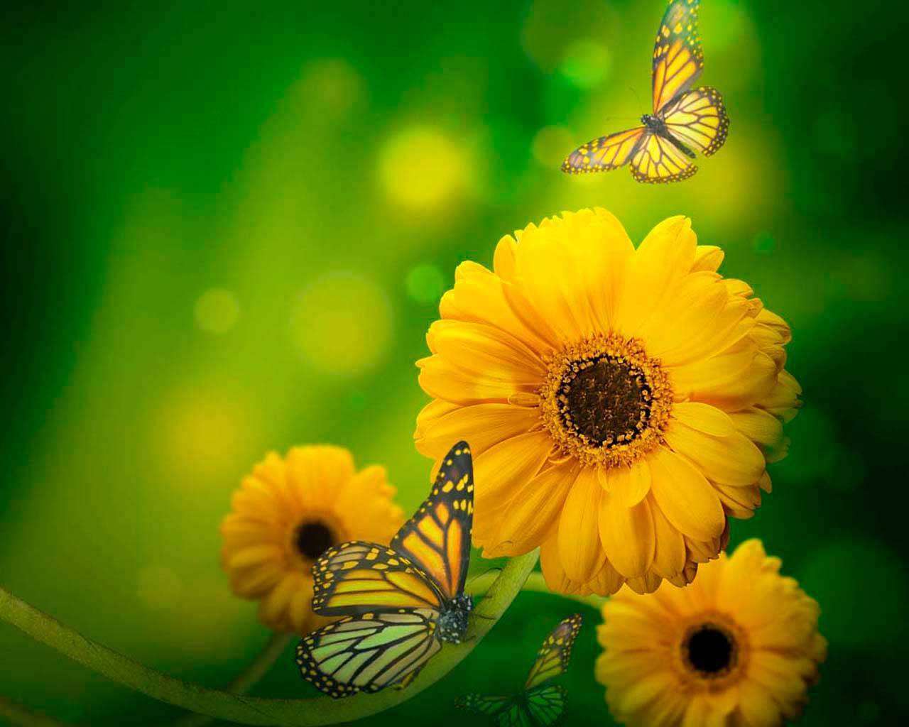 Фотообои в интерьере подсолнухи и бабочки  4-093 фото