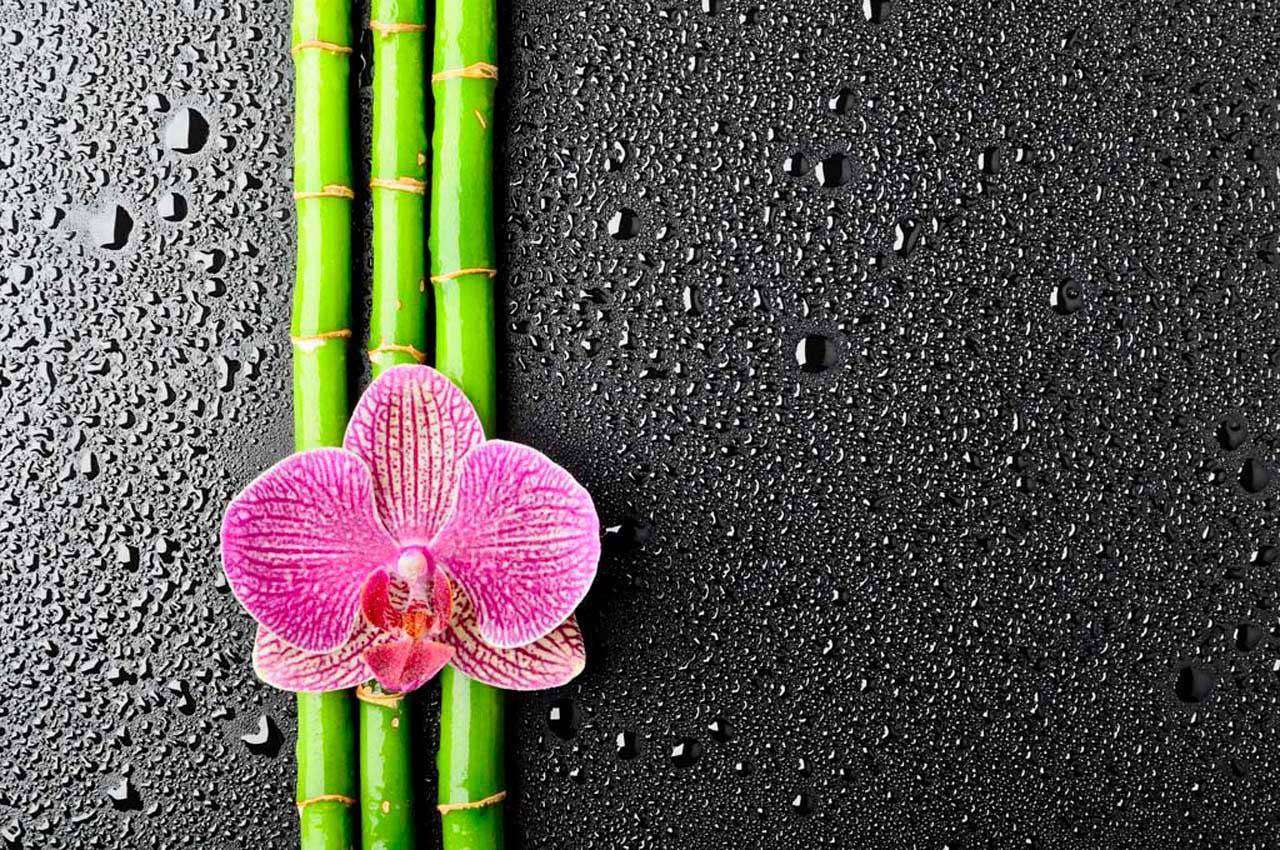 Фотообои в интерьере розовая орхидея и капли воды  3-198 фото