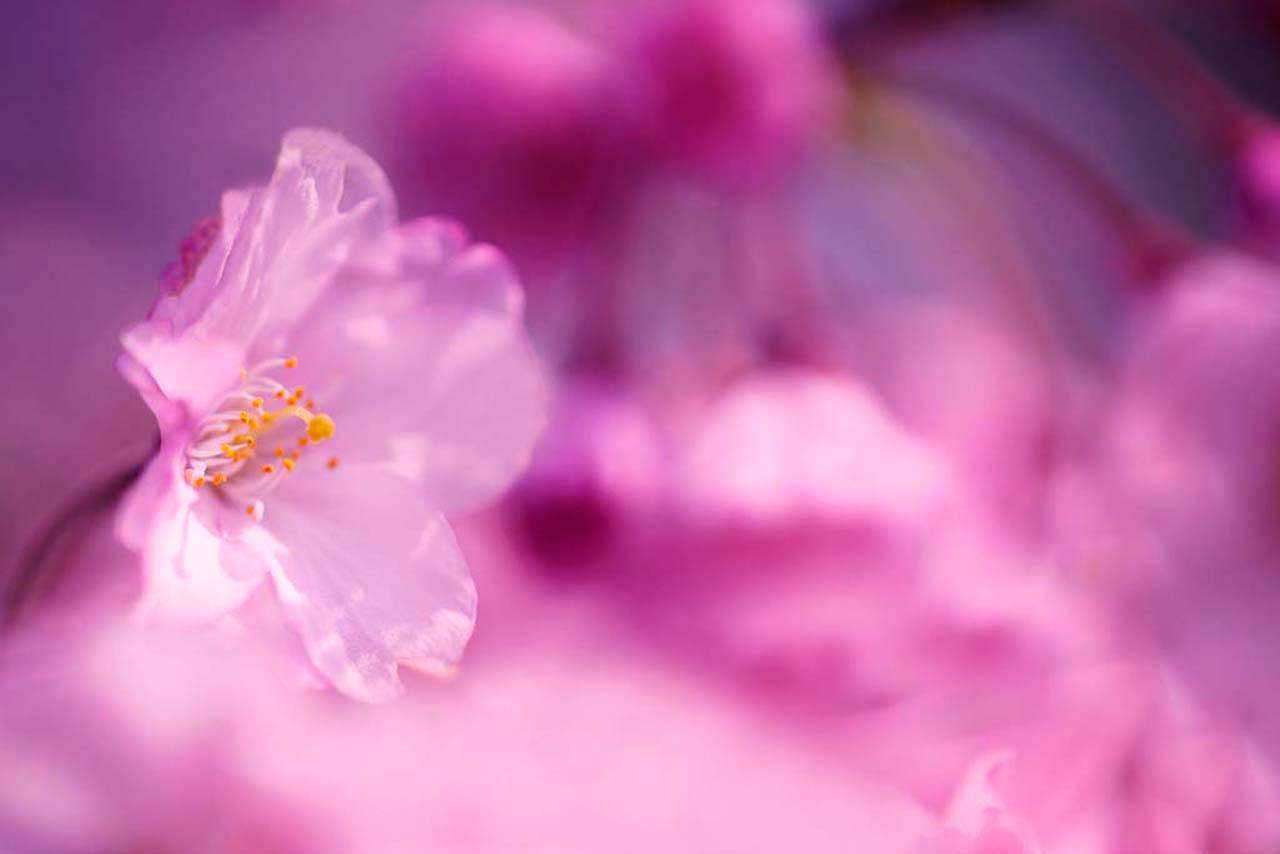 Фотообои в интерьере абстракция розовых цветов  4-062 фото