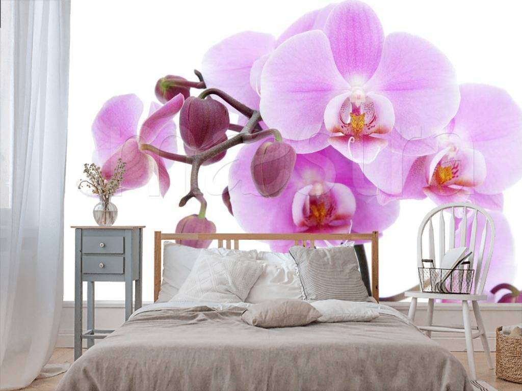 Фотообои Розовая орхидея на белом фоне  10-169