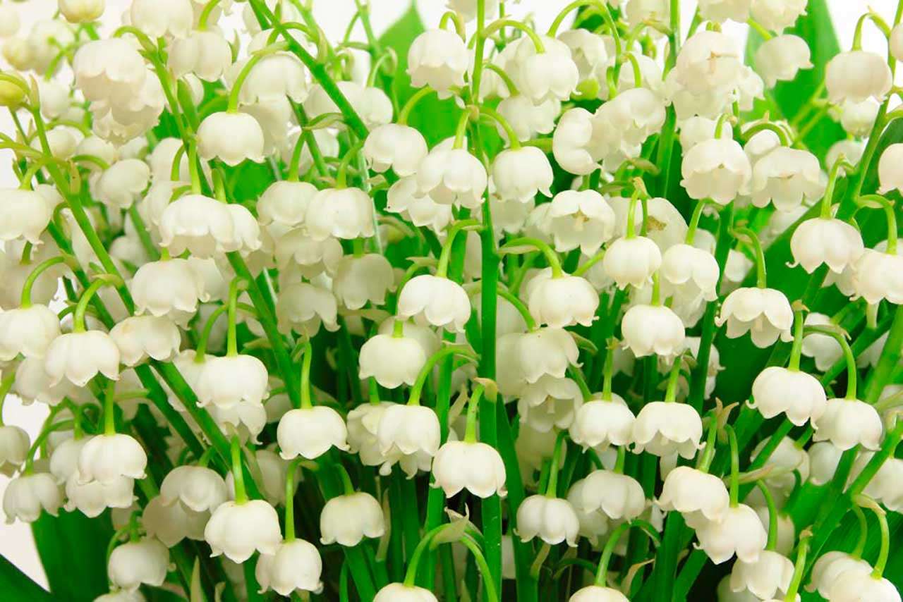 Фотообои в интерьере белые ландыши  9-065 фото