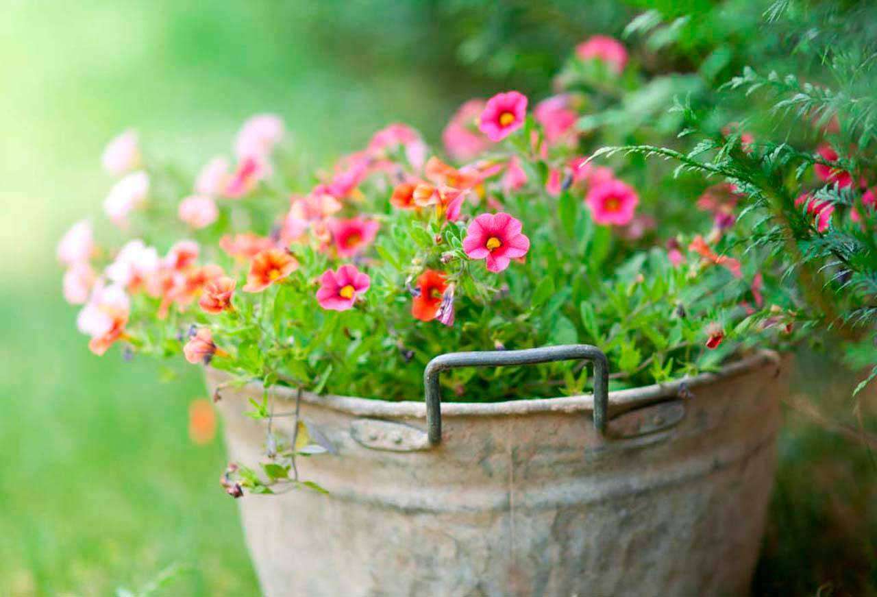 Фотообои в интерьере полевые розовые цветы  4-072 фото