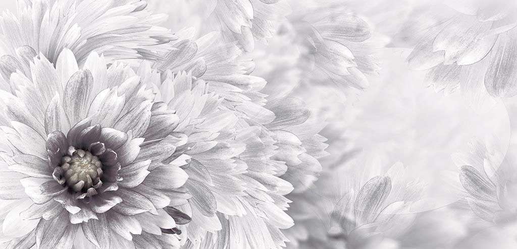 Фотообои в интерьере хризантема  10-865 фото