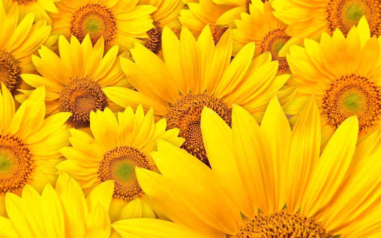 Фотообои в интерьере подсолнухи  3-190 фото