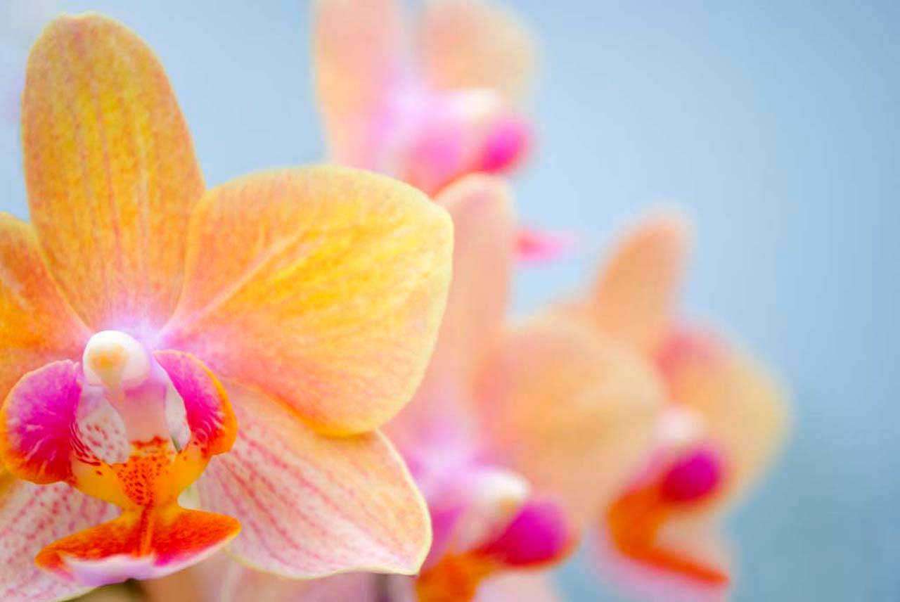 Фотообои в интерьере разноцветная композиция  3-165 фото