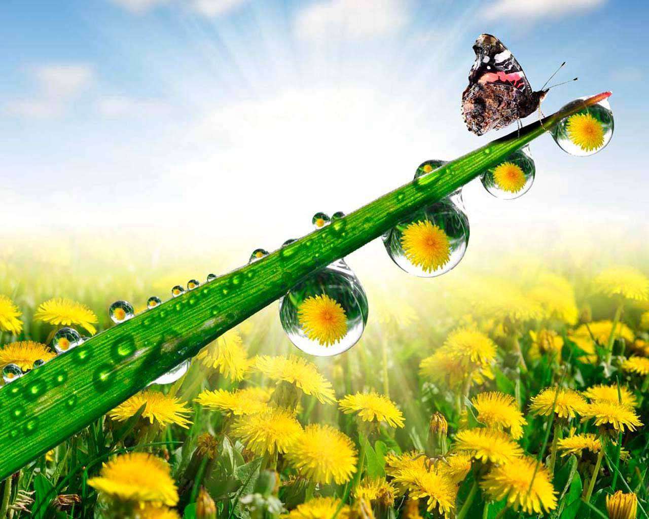 Фотообои в интерьере 3д одуванчики  4-044 фото