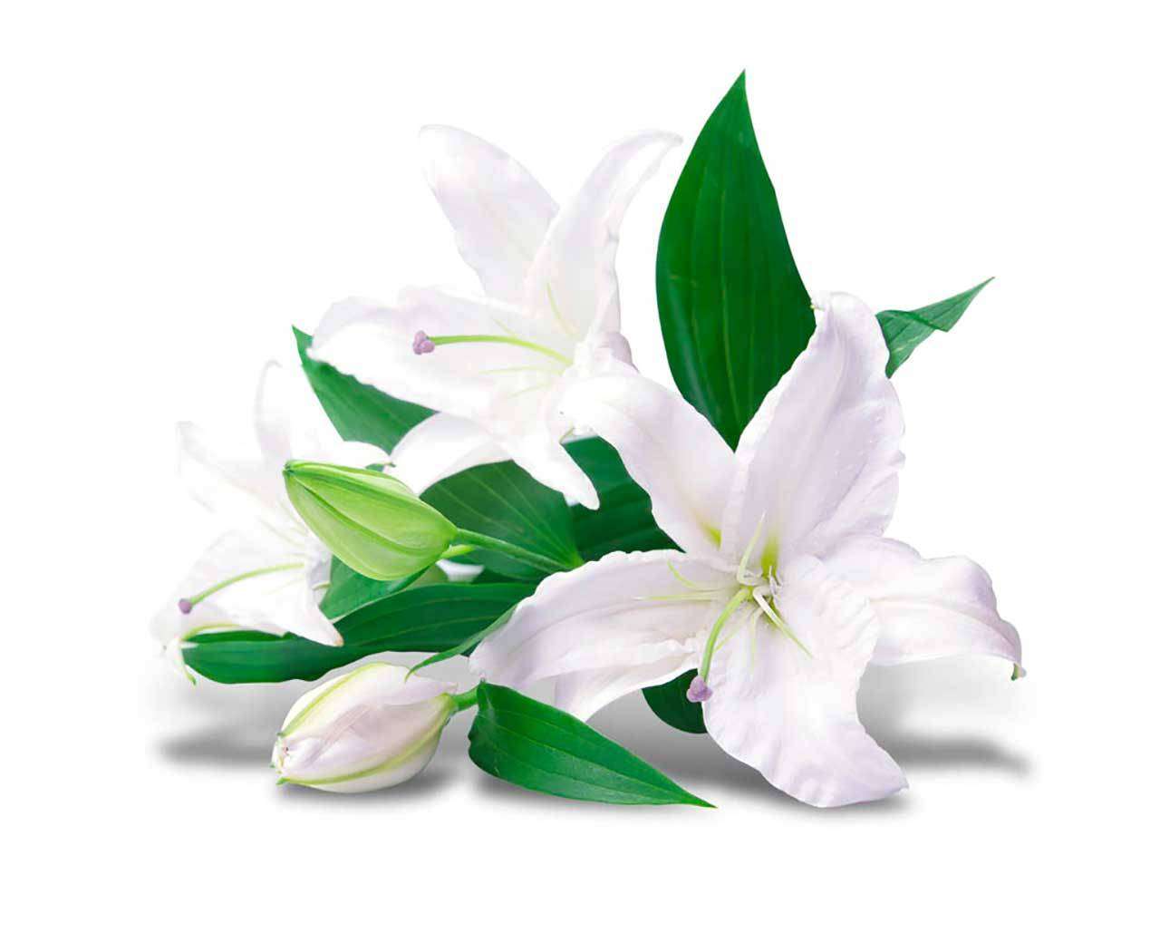 Фотообои в интерьере белая лилия  9-002 фото