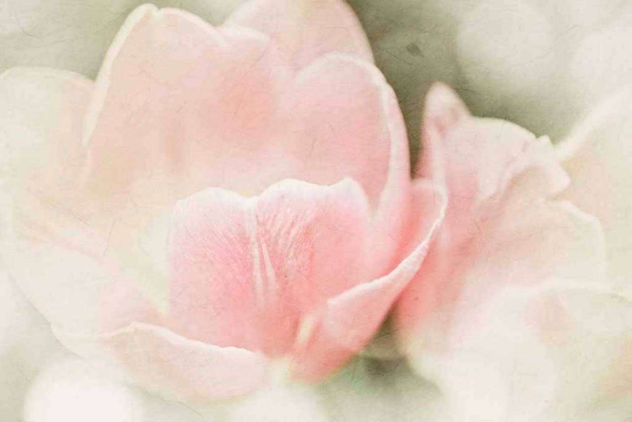 Фотообои в интерьере розовые бутоны тюльпанов  10-126 фото