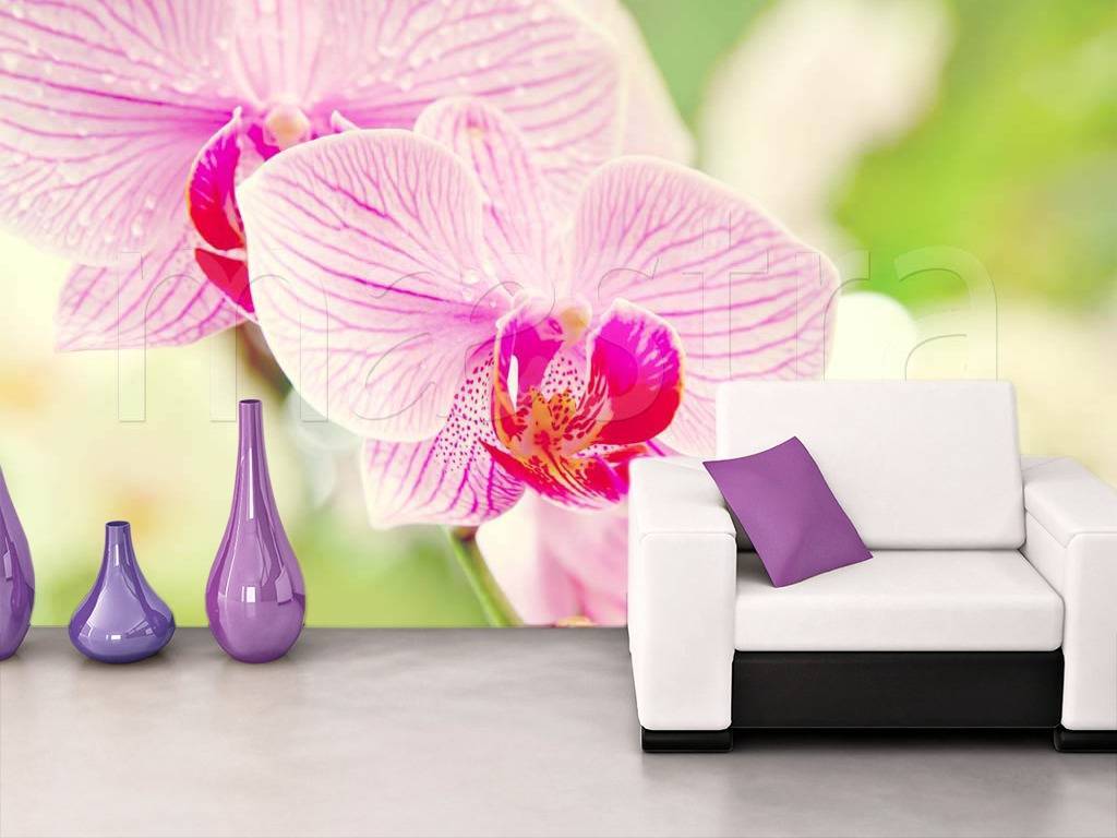 Фотообои Нежный цветок орхидеи  3-195