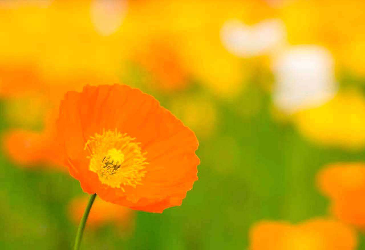 Фотообои в интерьере оранжевый цветок в поле 3 d  3-164 фото