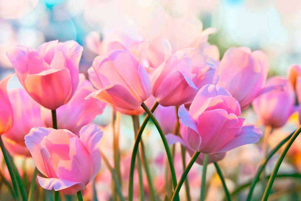 Фотообои в интерьере тюльпаны под голубым небом  10-128 фото