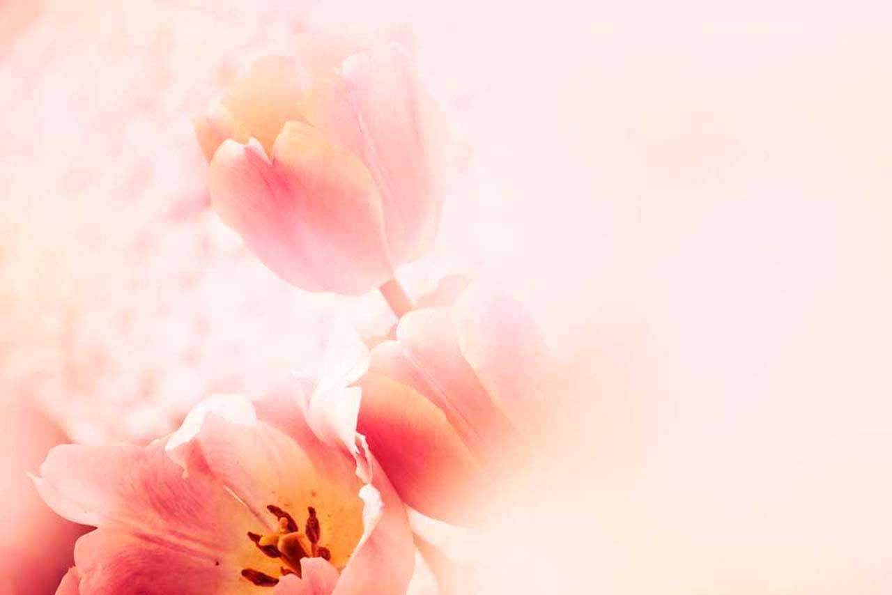 Фотообои в интерьере пышный тюльпан  10-124 фото